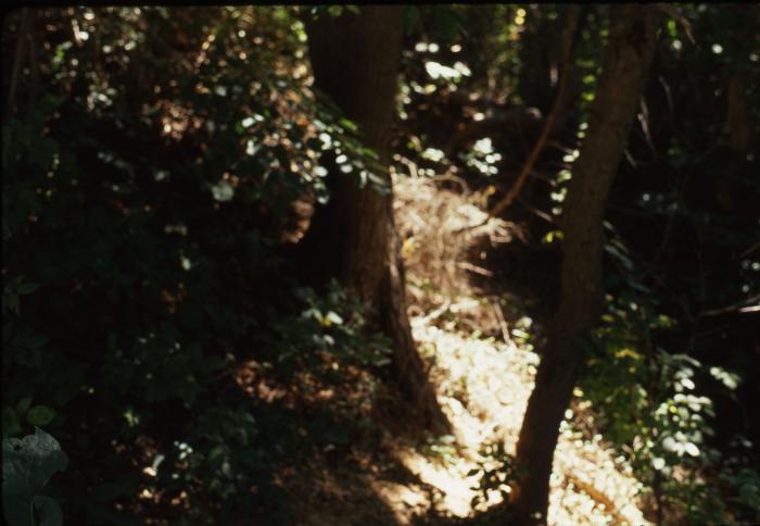 Trees at Fort Ethan Allen