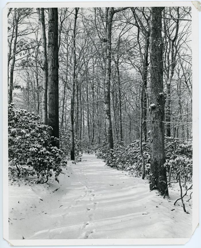 Snowy Forest Trail