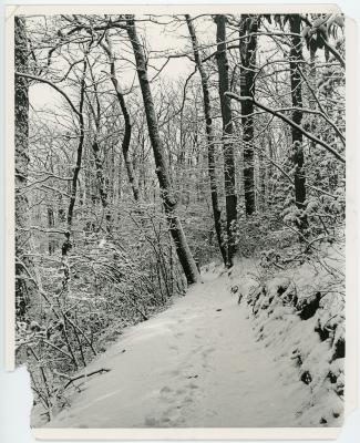 Snowy Forest Trail