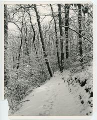 Snowy Forest Trail
