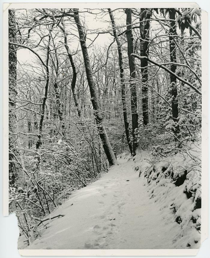 Snowy Forest Trail