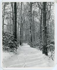 Snowy Forest Trail