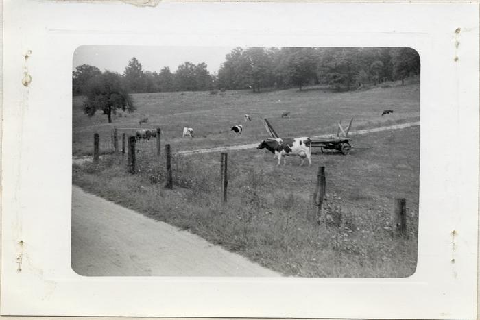 Torreyson Reeves Dairy Farm, 1942