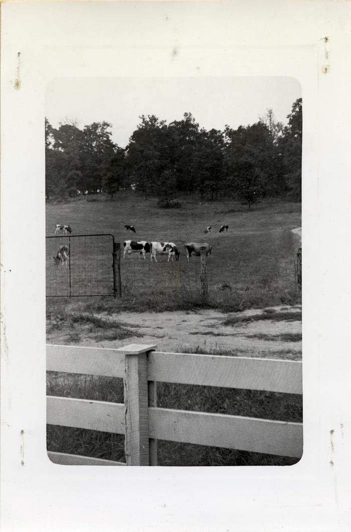 Torreyson Reeves Dairy Farm, 1942