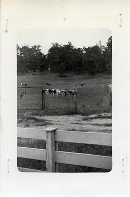 Torreyson Reeves Dairy Farm, 1942